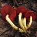Cortinarius semisanguineus 'Red-gilled Cort'